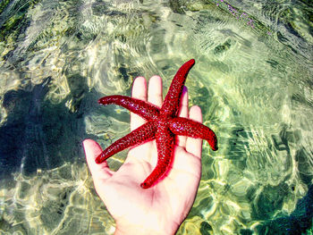 Cropped hand holding starfish