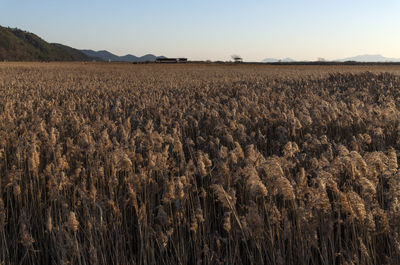 Crops growing on field against sky