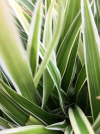 Close-up of palm leaf