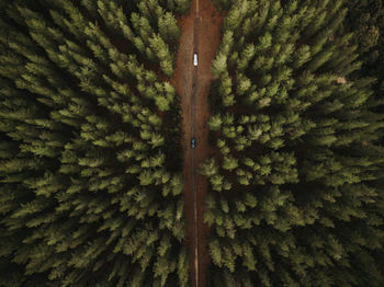 Aerial view of dirt road amidst trees in forest
