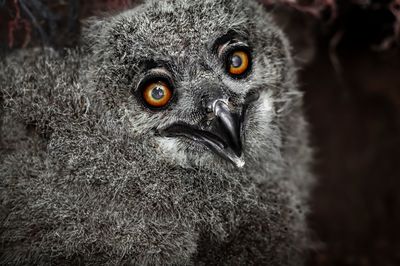 Owl chick with bright orange eyes.  close-up of birds