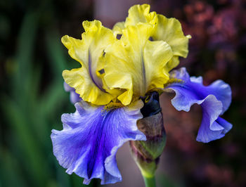 Close-up of purple iris flower