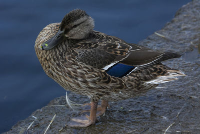 Close-up of a bird on rock