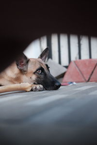 Close-up of dog waiting for the owner