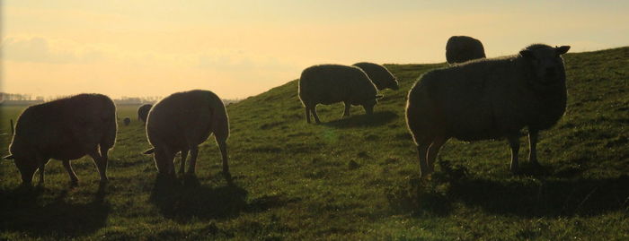 Cows grazing on field against sky