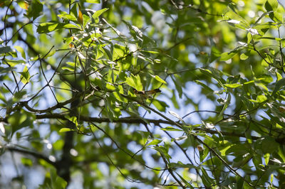 Male american redstart setophaga ruticilla in an oak tree