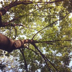 Low angle view of tree