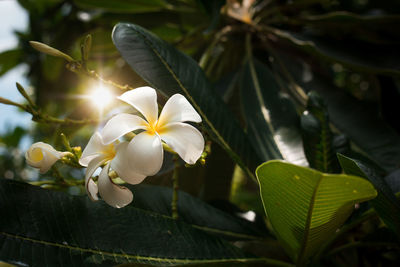 Close-up of white flowering plant