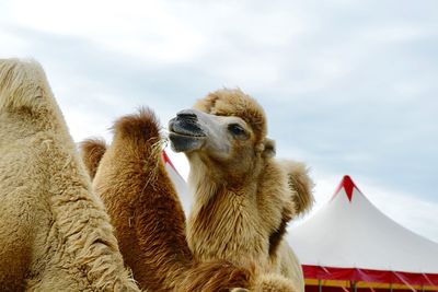 Low angle view of giraffe against sky