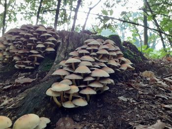 Close-up of mushrooms growing on tree trunk