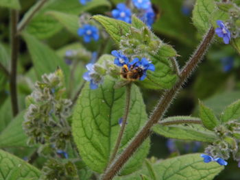 Close-up of insect on plant