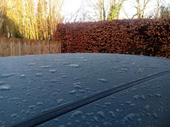 Close-up of road by trees against sky