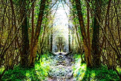 Footpath amidst trees in forest