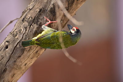 Close-up of parrot perching on a tree