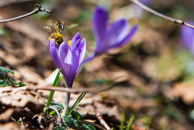 Close-up of bee pollinating on purple flower