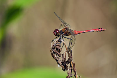 Close-up of dragonfly on twig