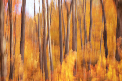 Full frame shot of orange trees