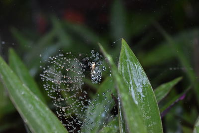 Close-up of wet plant leaves during rainy season