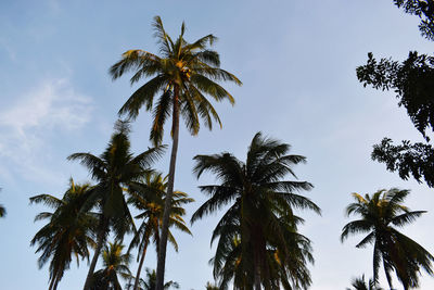 Low angle view of palm trees against sky