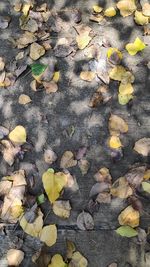High angle view of dry leaves on water