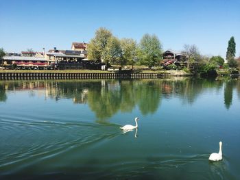 Swans on lake against sky