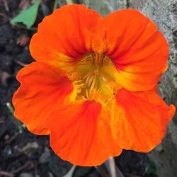 Close-up of poppy blooming outdoors