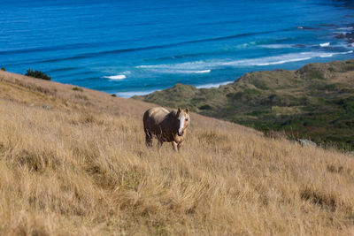 Close up of a horse