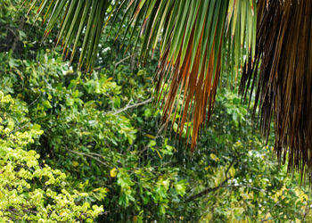 Close-up of palm trees in forest