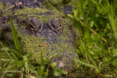Close-up alligator head in wetlands covered with plants facing camera