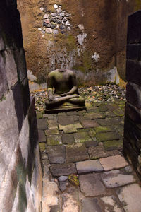 View of an animal on wall