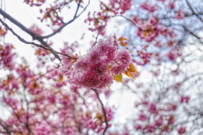 Close-up of pink cherry blossom