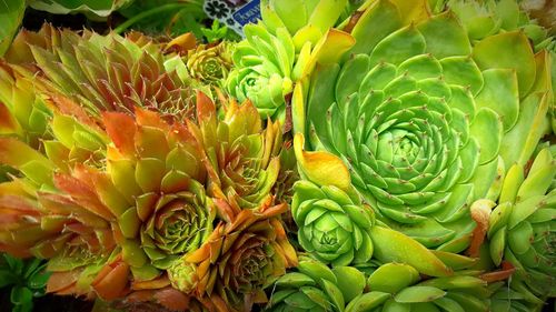 Plants growing in water