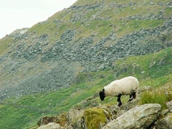 Scenic view of landscape