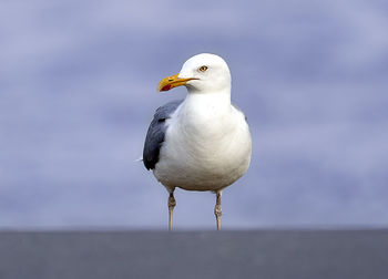 Seagull perching on a sea