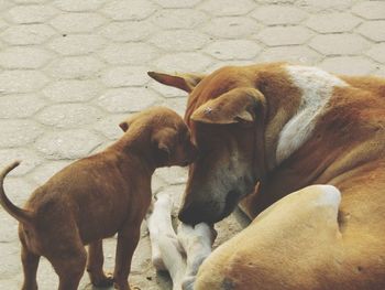 High angle view of two dogs