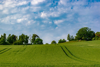 Scenic view of agricultural field against sky