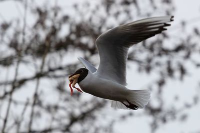 Low angle view of seagull with carrying against sky