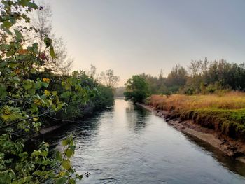 Scenic view of river amidst trees against clear sky