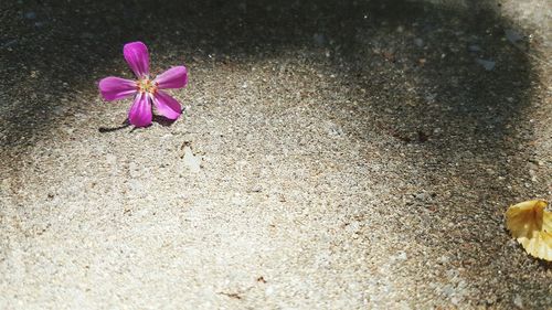 Close-up of pink flowers