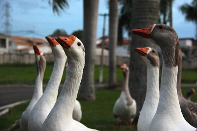 Close-up of geese in park