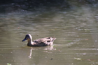 Ducks swimming in lake