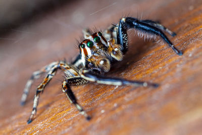 A macro-photo  of a male jumping  spider 