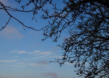 Low angle view of silhouette tree against sky at sunset