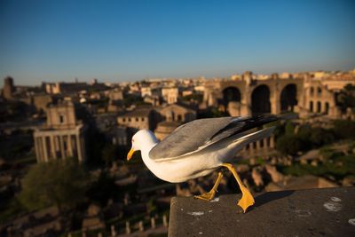 Close-up of seagull against buildings in city against sky