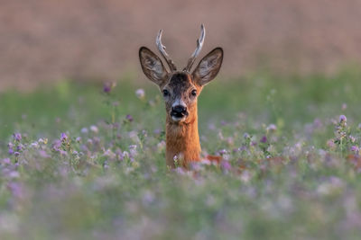 Portrait of an animal on field