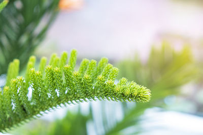 Close-up of fern leaves