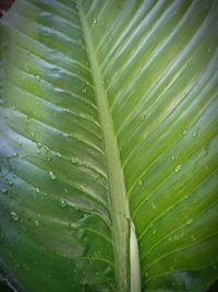 Full frame shot of wet green leaves