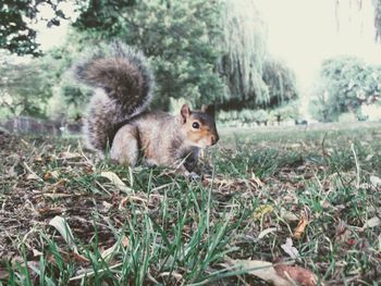 Squirrel on a field