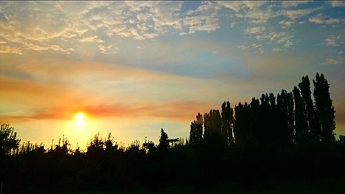 Silhouette of trees at sunset