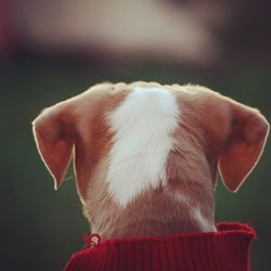 Rear view of dog